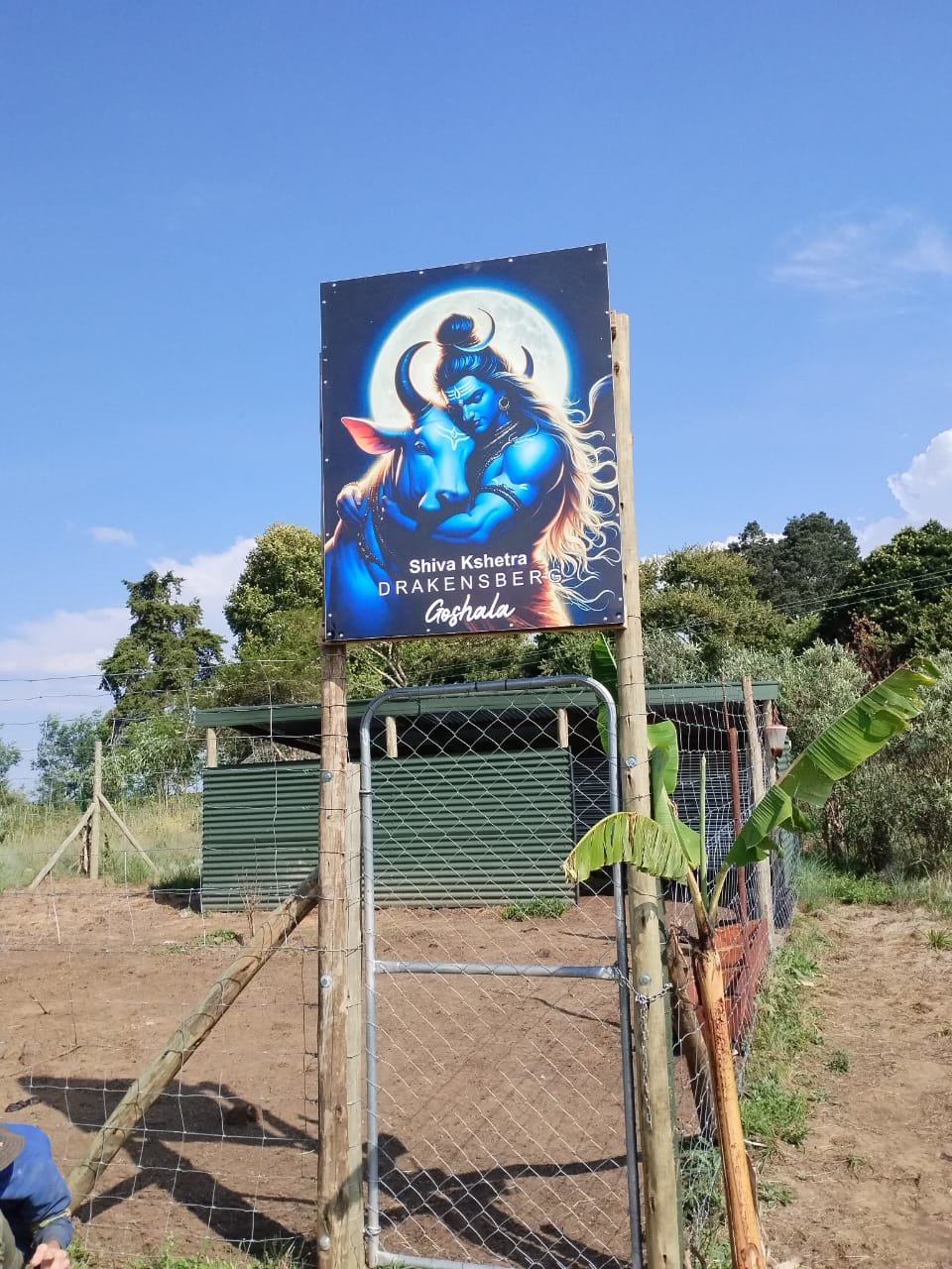 The cows of the Shiva Kshetra goshala